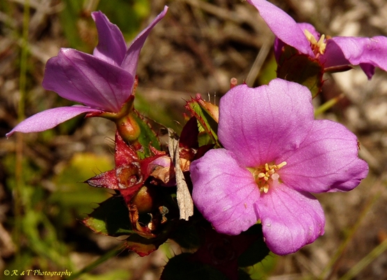 {Rhexia petiolata}